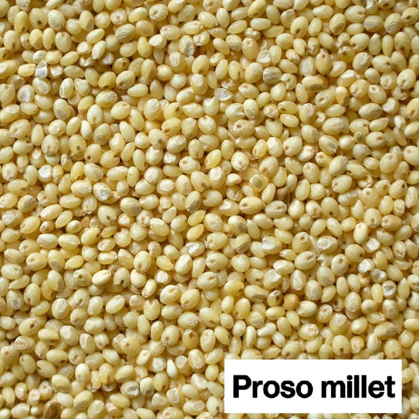 Seed